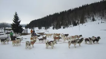 Chiens de traineaux