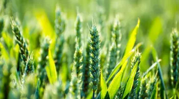 agriculture