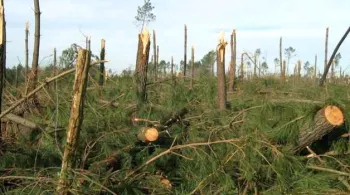 Forêt des Landes