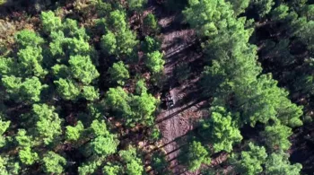 forêt des Landes