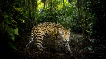 BIG CATS
