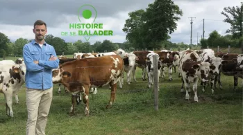 HDSB : Les dessous de la vache normande