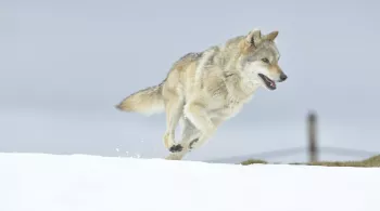 L'ODYSSÉE DU LOUP