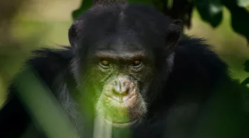 DYNASTIES