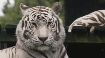 Zoo 
