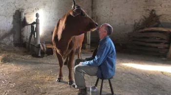 VACHE (LA)