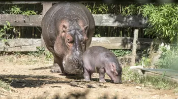 UNE SAISON AU ZOO