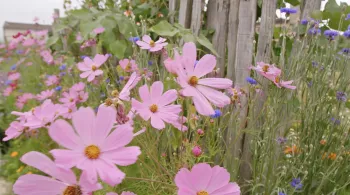 Opération Biodiversité