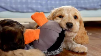 UNE VIE DE CHIOT