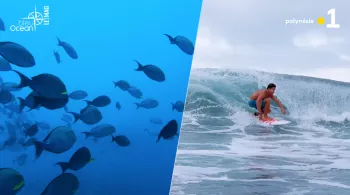 BLEU OCEAN N°23
