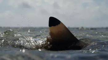 L'ATOLL AUX 700 REQUINS