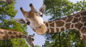 Exterieur Auvergne Parc Animalier d'Auvergne