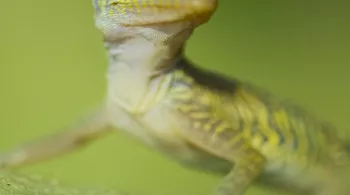 CUBA, RÉVOLUTION SAUVAGE