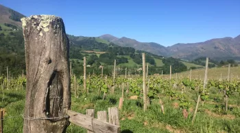 domaine Menta