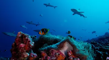 LE GRAND INVENTAIRE DE LA PLANÈTE