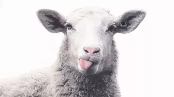 Tonte de moutons