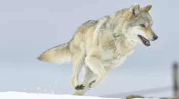 ODYSSÉE DU LOUP