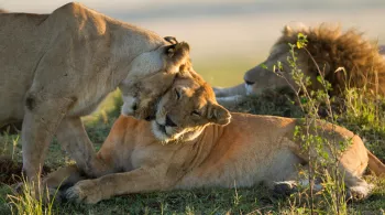 LE CLAN DES LIONNES