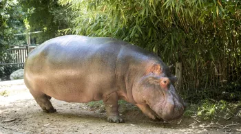 UNE SAISON AU ZOO
