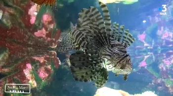 animaux marins