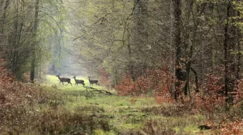 FORET DE COMPIEGNE