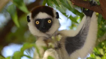 L'ODYSSÉE DES PRIMATES