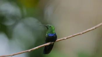 GUADELOUPE, DES CIMES A L'OCEAN