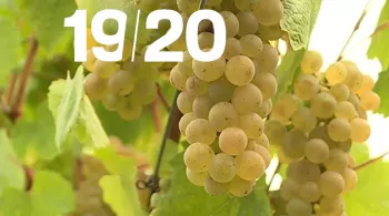 19/20 spécial vendanges - crédit Olivier Bouillon FTV