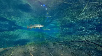 La biodiversité foisonnante de la plaine rhénane