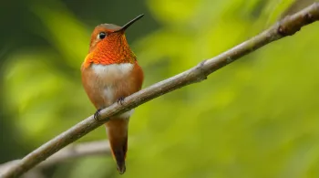 PETITS ANIMAUX MIRACLES DE LA NATURE