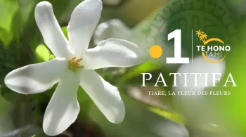 Patitifa - Trésors de Tahiti : Tiare, la fleur des fleurs