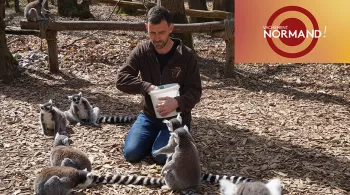 Vachement normand au zoo de Cerza