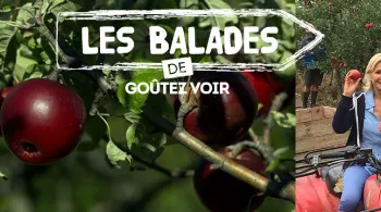 pommes du pilat