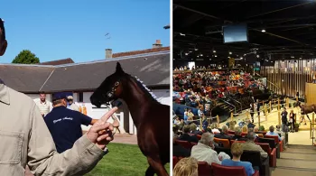 VN : Vente de yearlings à Deauville