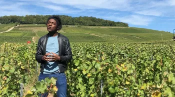 vignes