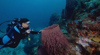 3 NUANCES DE BLEU - ATLANTIQUE : UN OCEAN FRAGILE