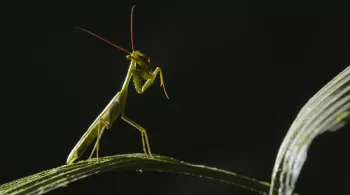 PAR L’ŒIL DES MINUSCULES - GUYANE
