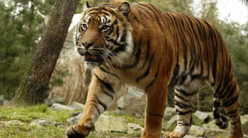 UNE SAISON AU ZOO