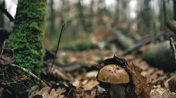 Le cèpe