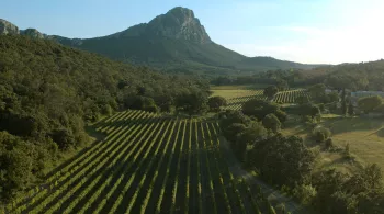 L’EMPIRE DE LA VIGNE