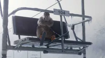 Marmottes les bronzés font du ski