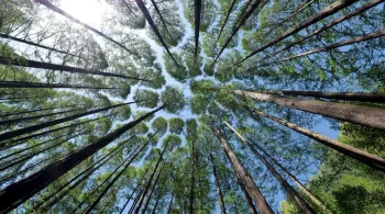 forêt
