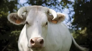 L'égérie 2020 Idéale