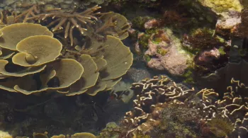 NAUSICAA