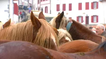 Chevaux