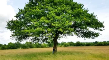LE TEMPS DES ARBRES