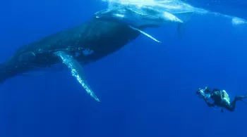 QUAND LES BALEINES ET TORTUES NOUS MONTRENT LE CHEMIN