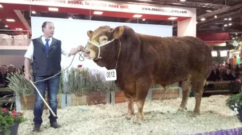  concours Limousines © François Clapeau / France 3 Limousin