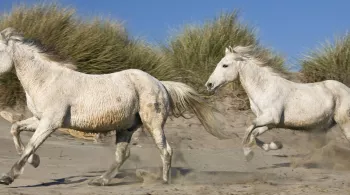 Chevaux Camargue
