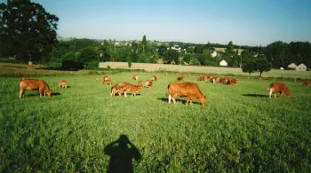 Depuis les champs